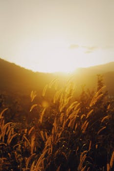 Golden sunlight illuminating a tranquil field of grass at sunset with distant hills.