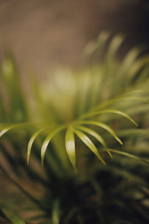 Ilmainen kuvapankkikuva tunnisteilla kasvi, kasvikunta, lähikuva
