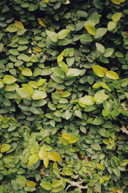 Free Lush green leaves form a dense, vibrant foliage backdrop, photographed in natural light. Stock Photo
