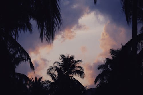 Silhouette of Palm Trees under a Cloudy Sky
