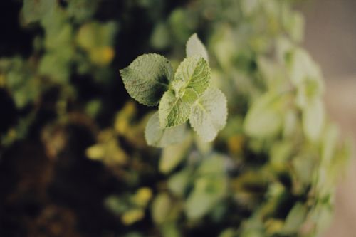 Free A focused close-up of vibrant green mint leaves with a blurred background. Stock Photo