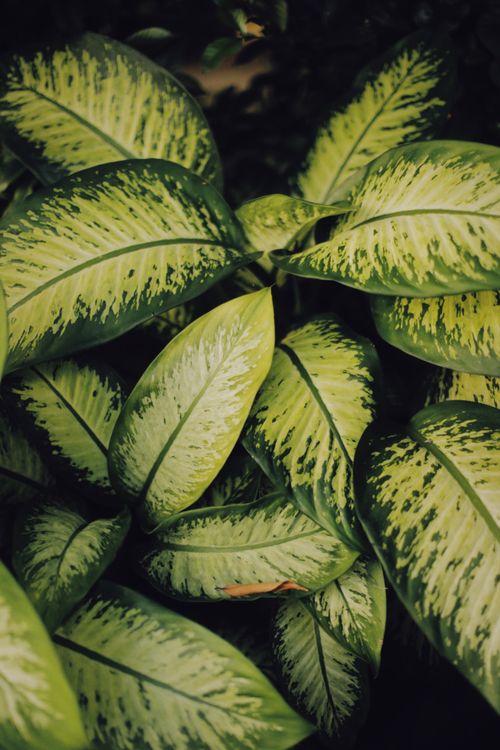 Free Close-up of fresh Dieffenbachia leaves showcasing lush green patterns, perfect for nature themes. Stock Photo