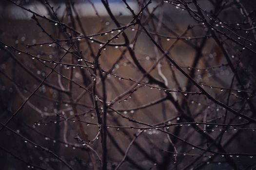 Close-up of raindrops clinging to bare tree branches, capturing a moody autumnal outdoor scene.