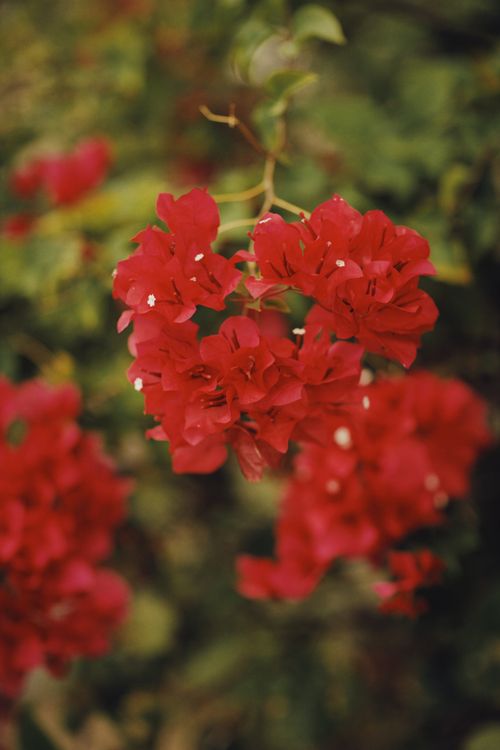 Free Close-up of vibrant red bougainvillea flowers in bloom, highlighting their vivid color and natural beauty. Stock Photo