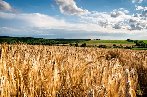 Brown Wheat Field Under Blue Sky and White Clouds