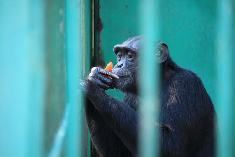 Chimpanzee In Zoo