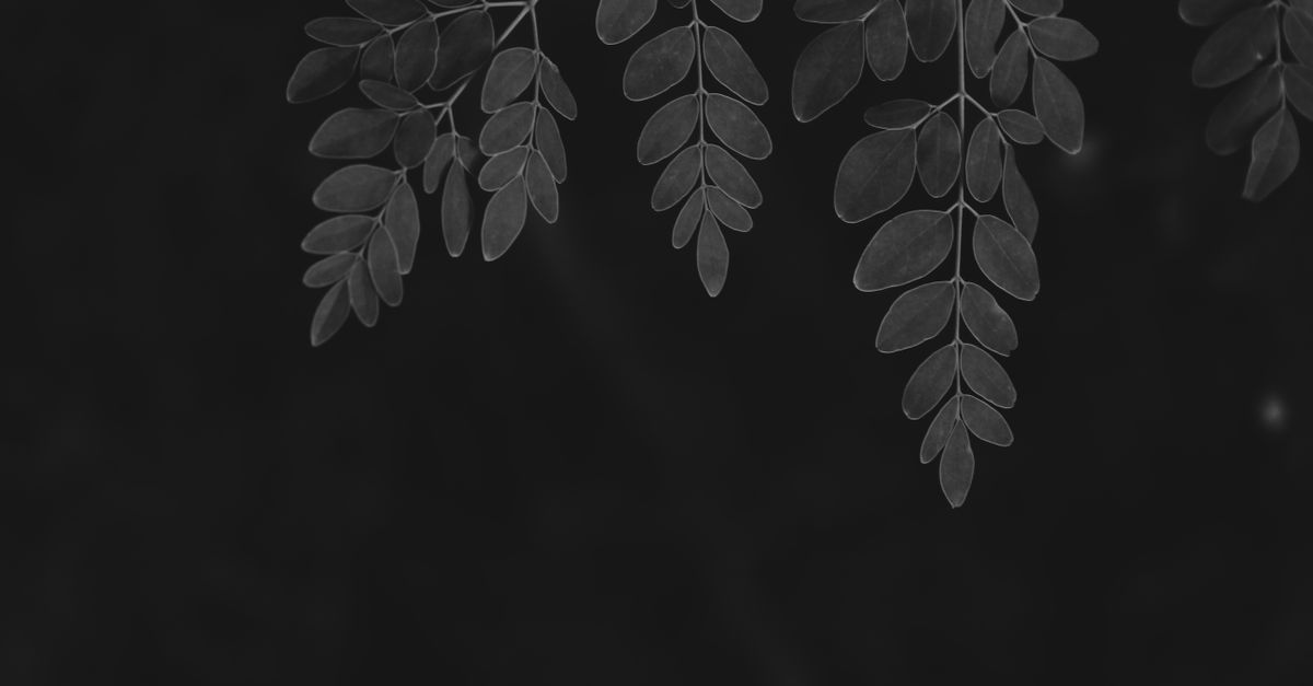 Moody grayscale image of moringa leaves on a dark background. - Evidence evidence guide for moringa cardiometabolic outcomes meta-analysis