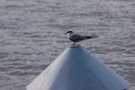 A Tern Perched Near a Body of Water