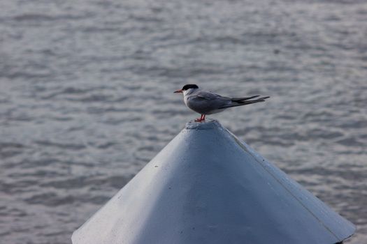 A Tern Perched Near a Body of Water