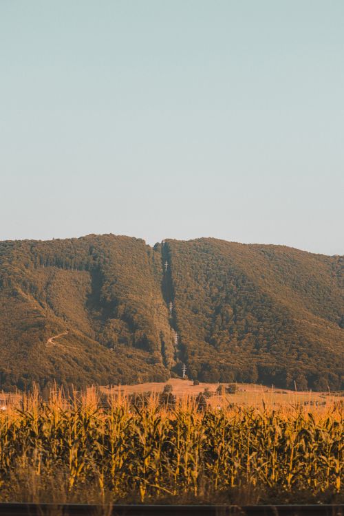 Free A vast cornfield with a backdrop of lush, rolling mountains under a clear sky, showcasing a serene landscape. Stock Photo