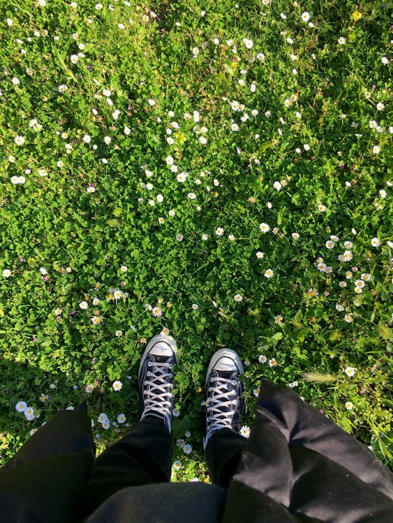 A Person Wearing Converse Standing on a Flower Field · Free Stock Photo