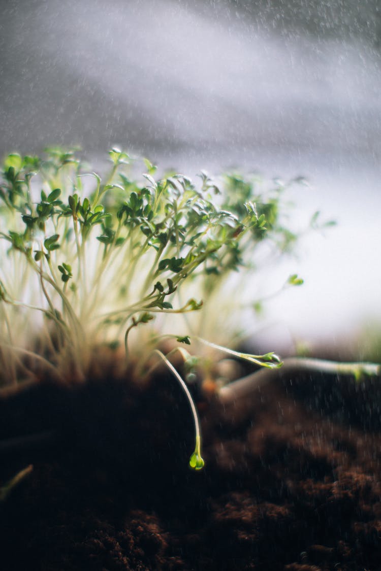 Close Up Shot Of Green Sprouts