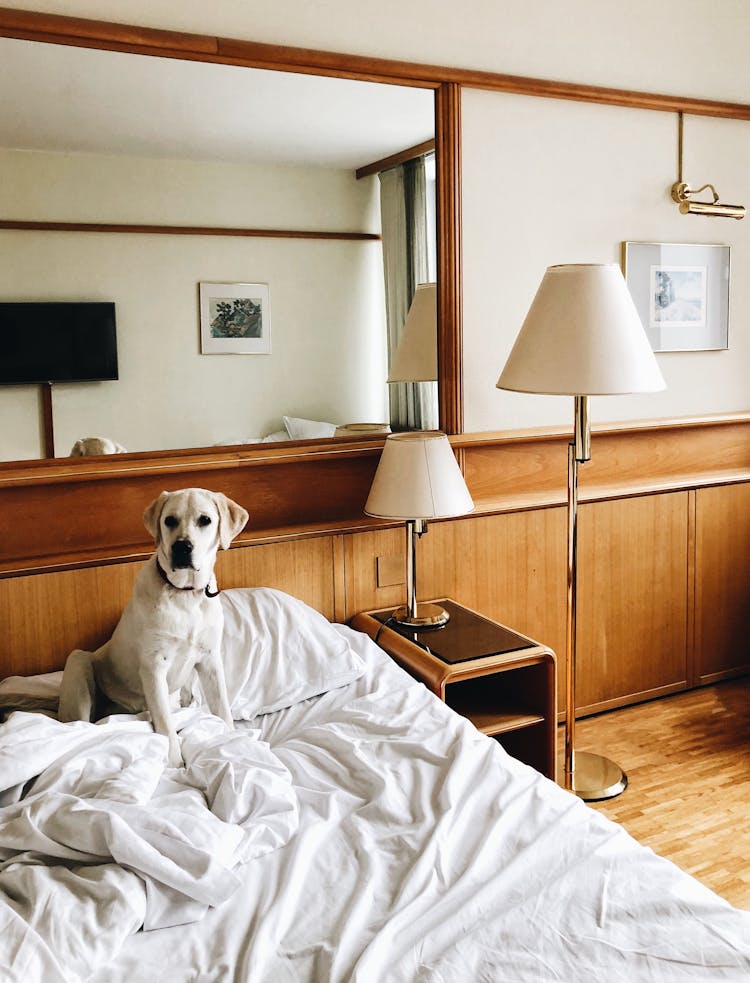 White Dog Sitting On The Bed With White Covers