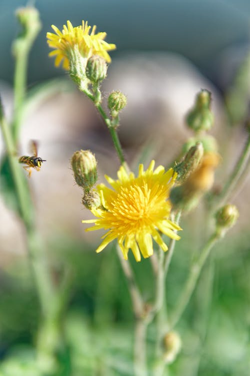 A Bee Flying Near the Flowers