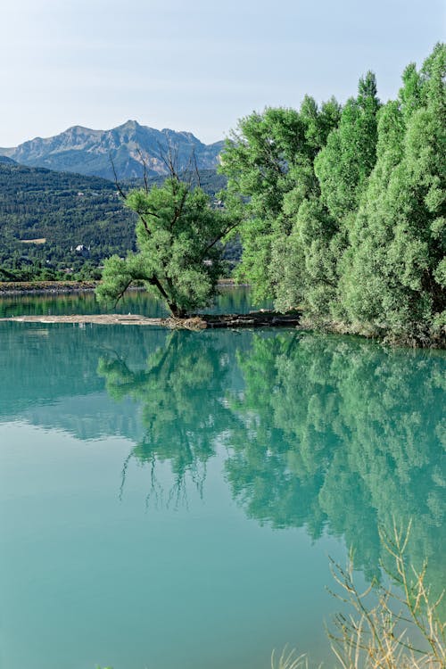 Green Trees Near the Lake