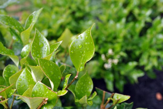 露珠点缀在翠绿的叶子上，展现了大自然的美丽