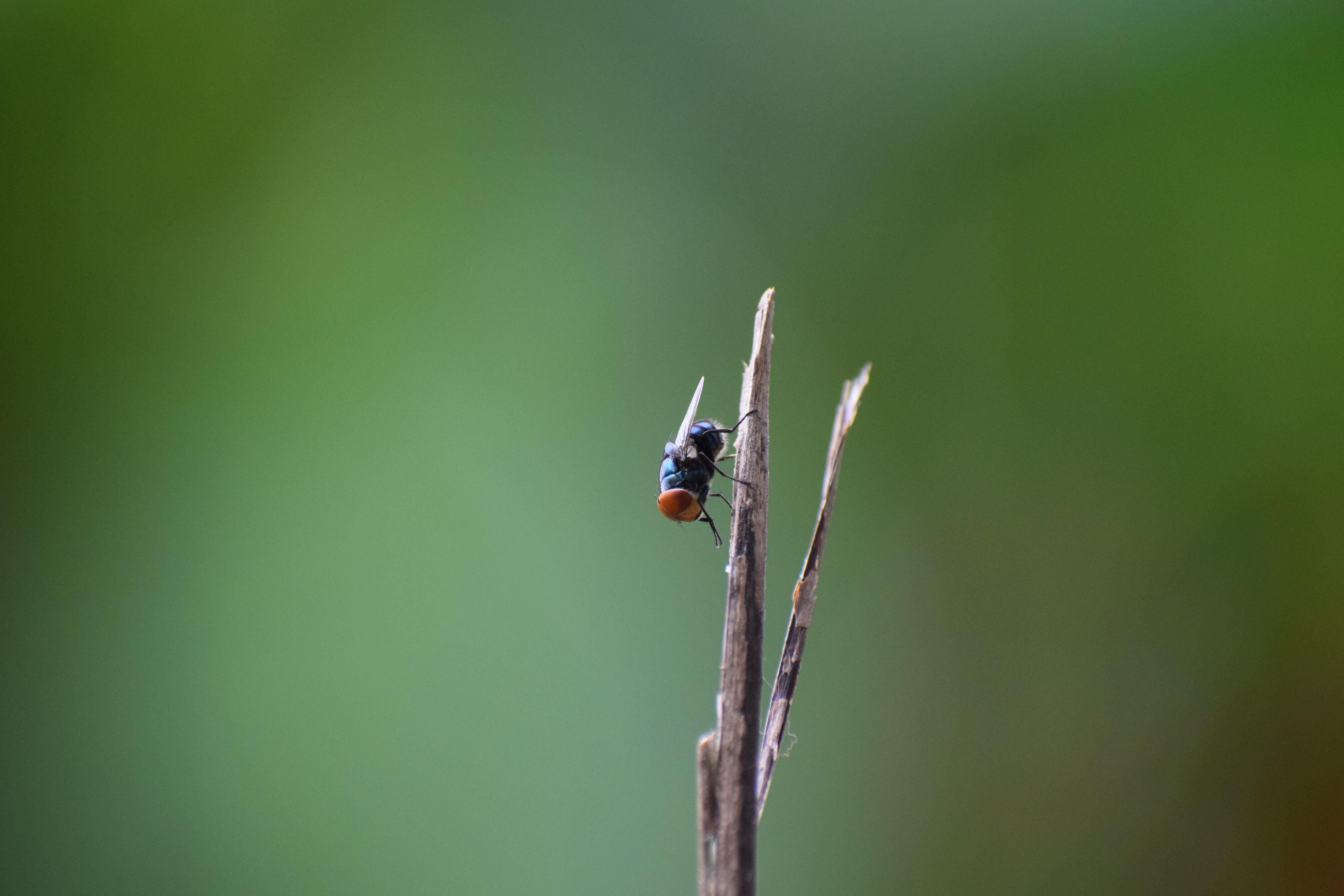 Macro shot of Oriental Blue Fly (Chrysomya megacephala) perched on dry twig against green background.
