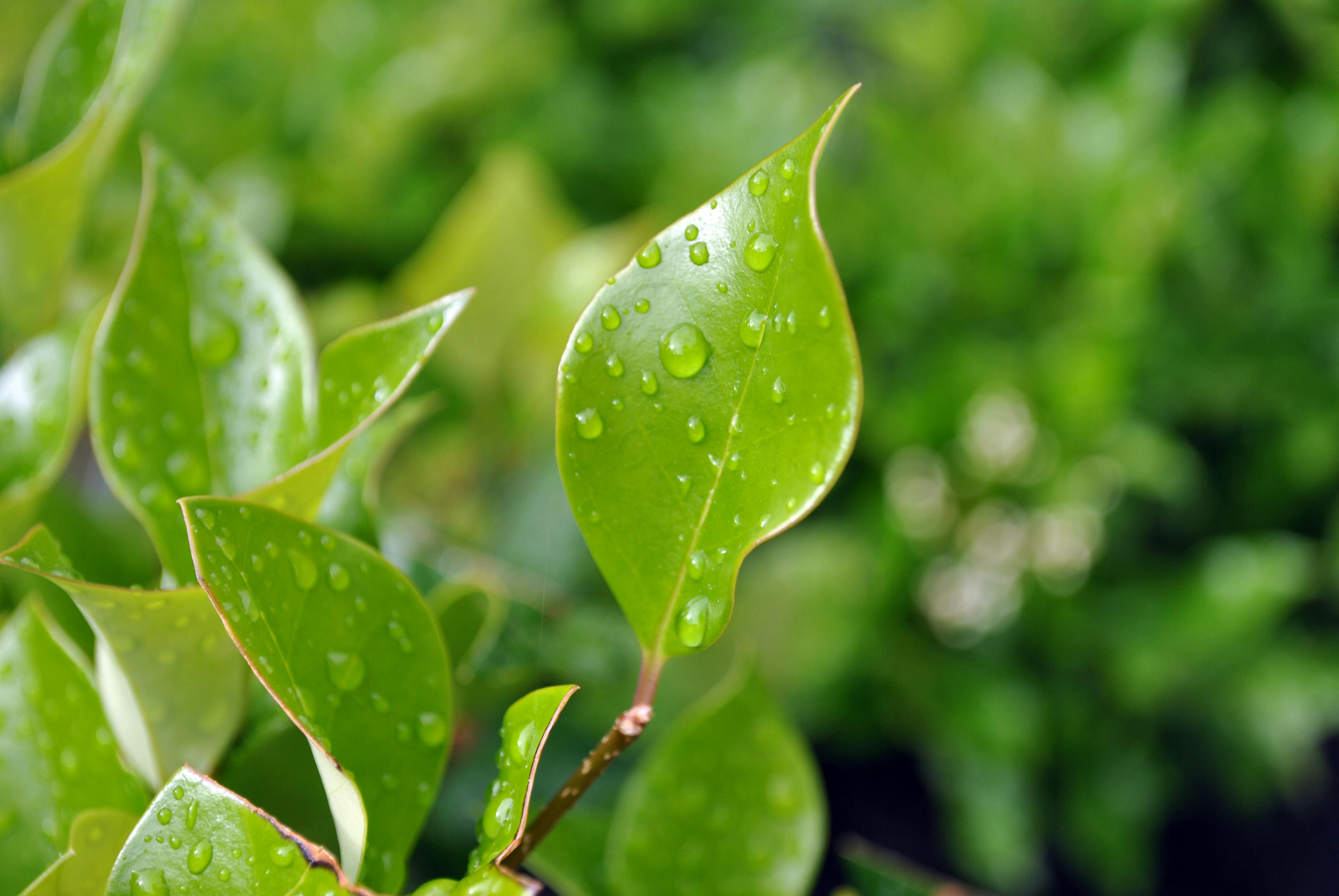 free-stock-photo-of-bush-bushes-garden