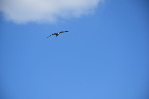 Free stock photo of blue, seabird, seagull