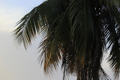 bezplatná Základová fotografie zdarma na téma kokosová palma, modrá obloha, palmové listy Základová fotografie