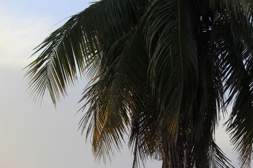 Free A calming view of palm leaves silhouetted against a blue sky, evoking tropical vibes. Stock Photo