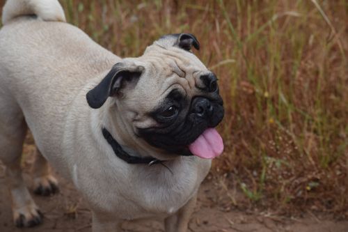 Free Cute pug dog standing in a grassy field, tongue out, looking playful. Stock Photo