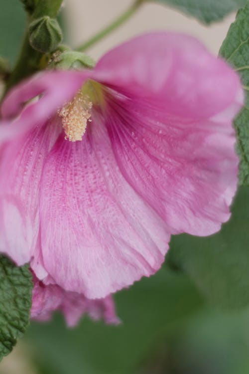 Foto d'estoc gratuïta de flor, flor rosa, hollyhock