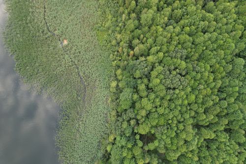 Free Aerial image showcasing the vibrant green forest and tranquil lake in Starovyzhivs'kyi district, Ukraine. Stock Photo