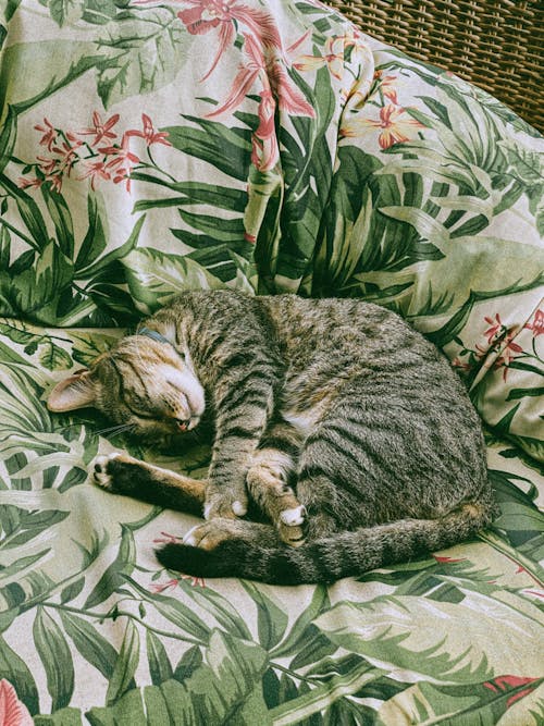 Free Close-Up Shot of a Tabby Cat Lying Down on a Sofa Stock Photo