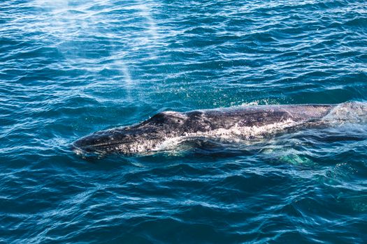 whale photo