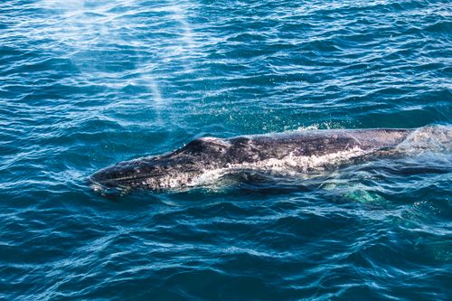 Free A majestic humpback whale emerges in the clear blue waters of Arraial do Cabo, Brazil. Stock Photo