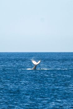 whale photo