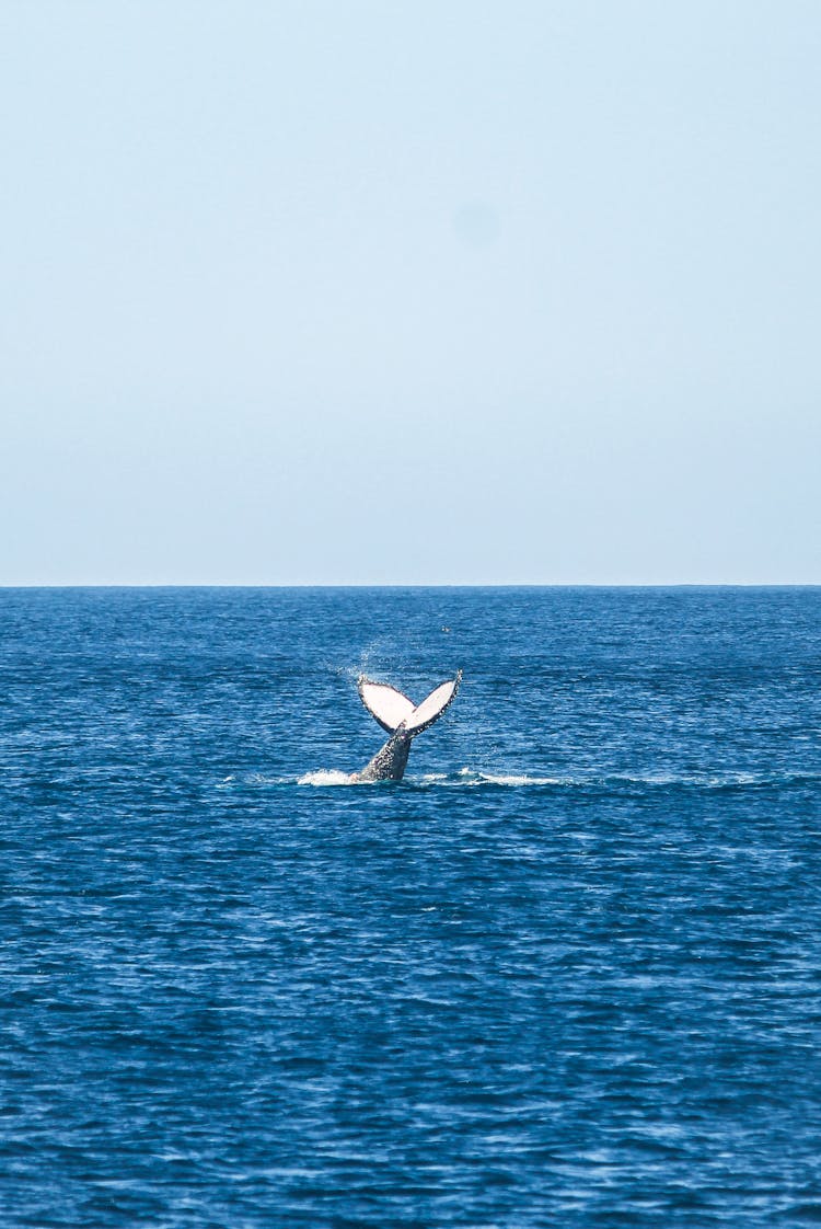 Whale Tail In Water