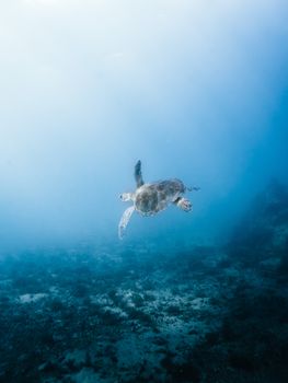 Underwater shot of a sea turtle swimming in Arraial do Cabo, Brazil.