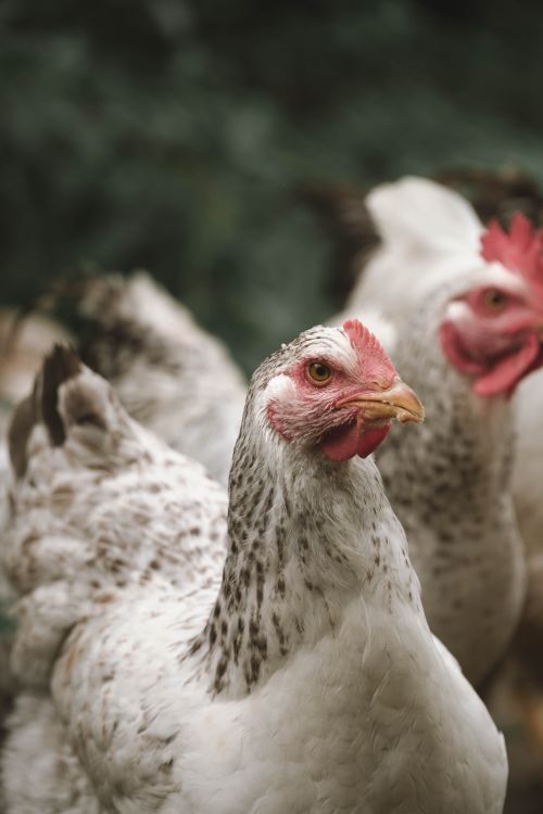 Free A close-up shot of free-range chickens at a farm, highlighting their natural habitat and plumage details. Stock Photo