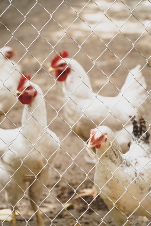 Free White Hens Behind the the Metal Fence Stock Photo