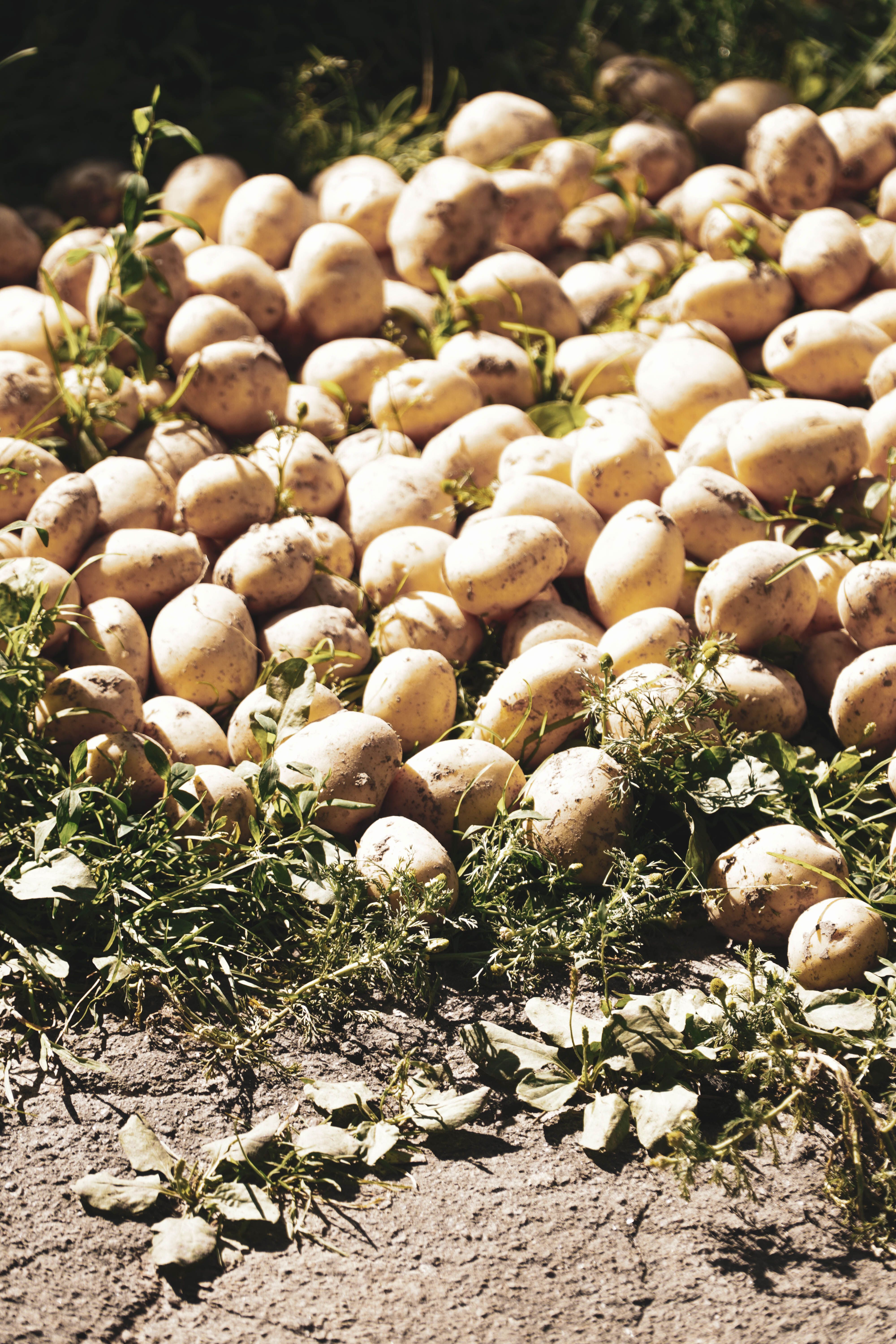 Batata Lavada (kg)