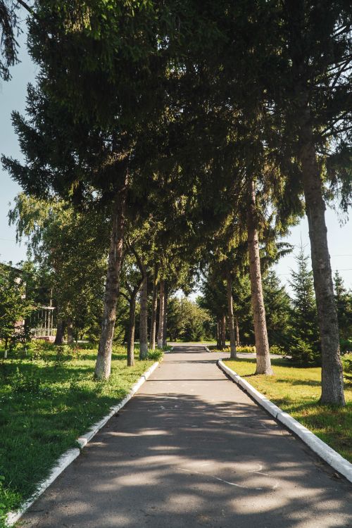 Free A serene tree-lined pathway in a lush park on a sunny day, perfect for walking and relaxation. Stock Photo