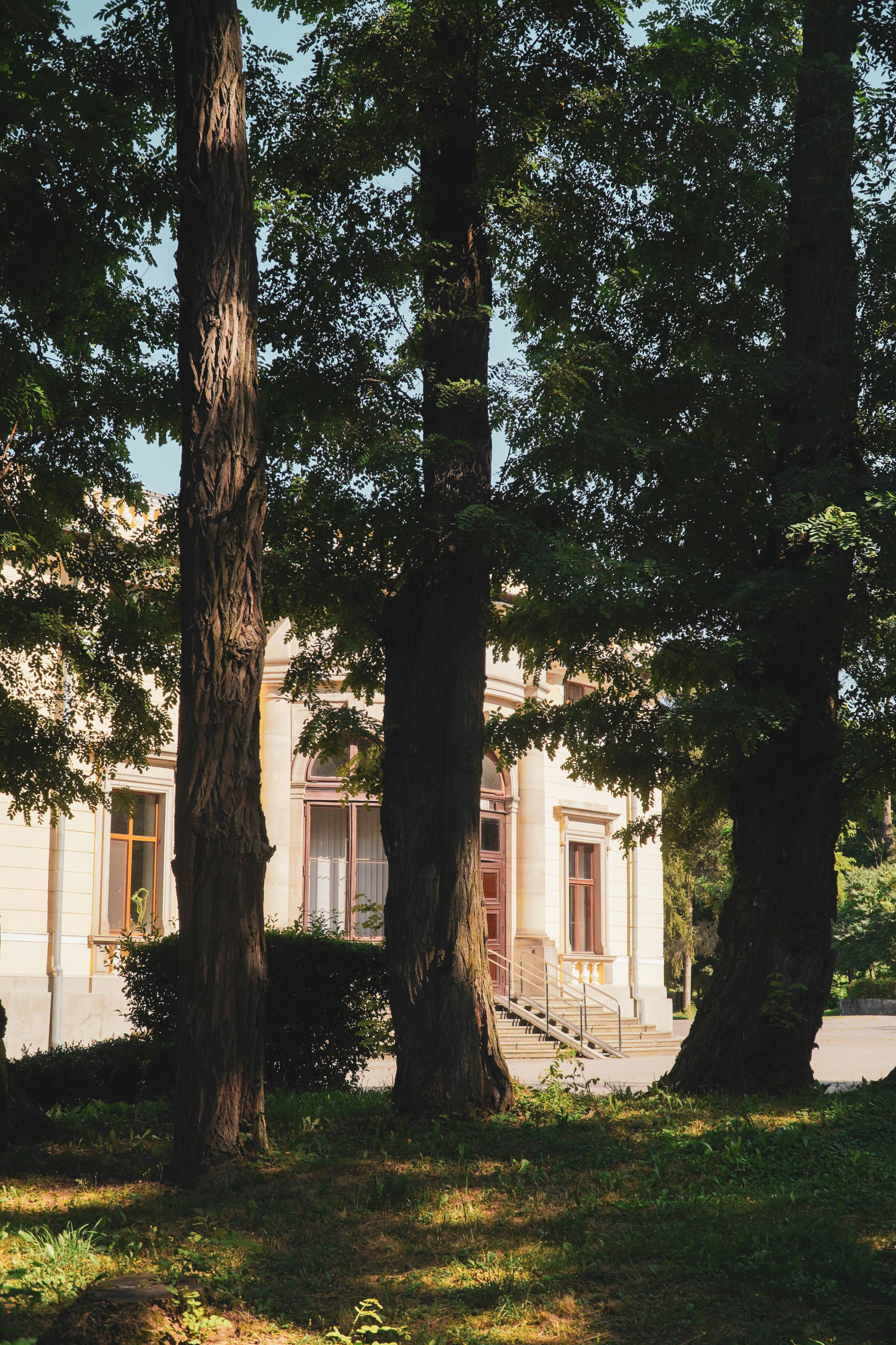Tall Trees Near a House · Free Stock Photo
