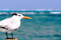 一只优雅的海鸥栖息在碧绿的大海边，捕捉到了沿海野生动物的精髓