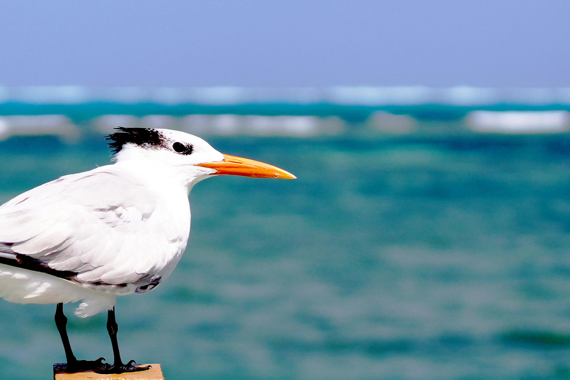 Weiße Möwe · Kostenloses Stock Foto