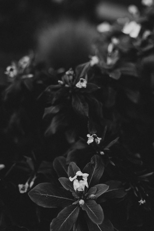 Free Black and white close-up of flowers and leaves, highlighting texture. Stock Photo