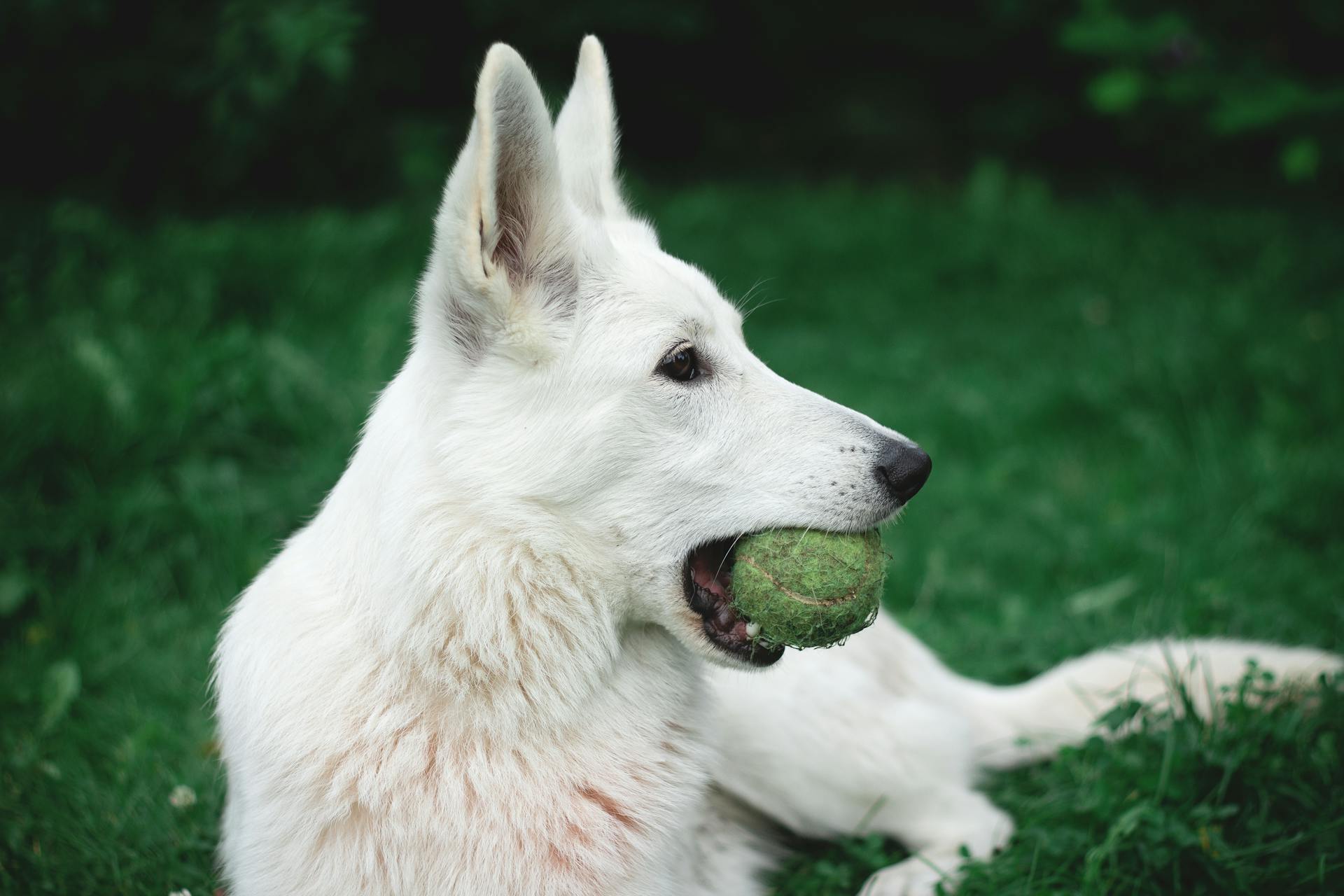 Photography of a Dog Biting Green Tennis  Ball