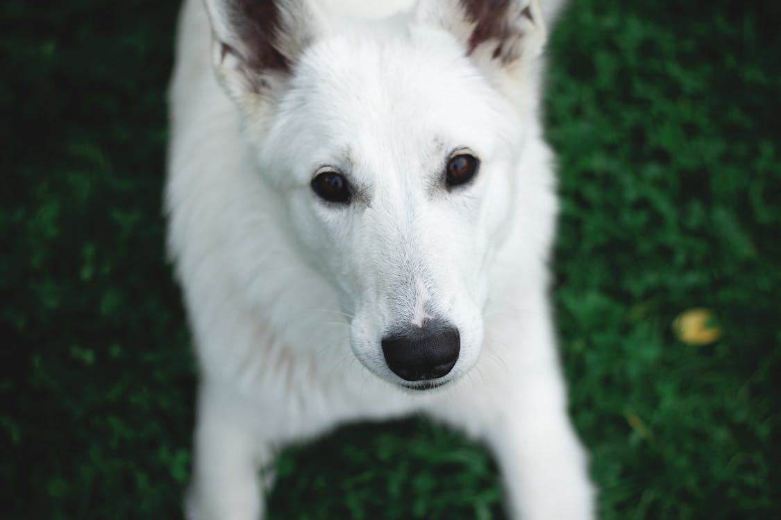 Photography of a White Dog · Free Stock Photo