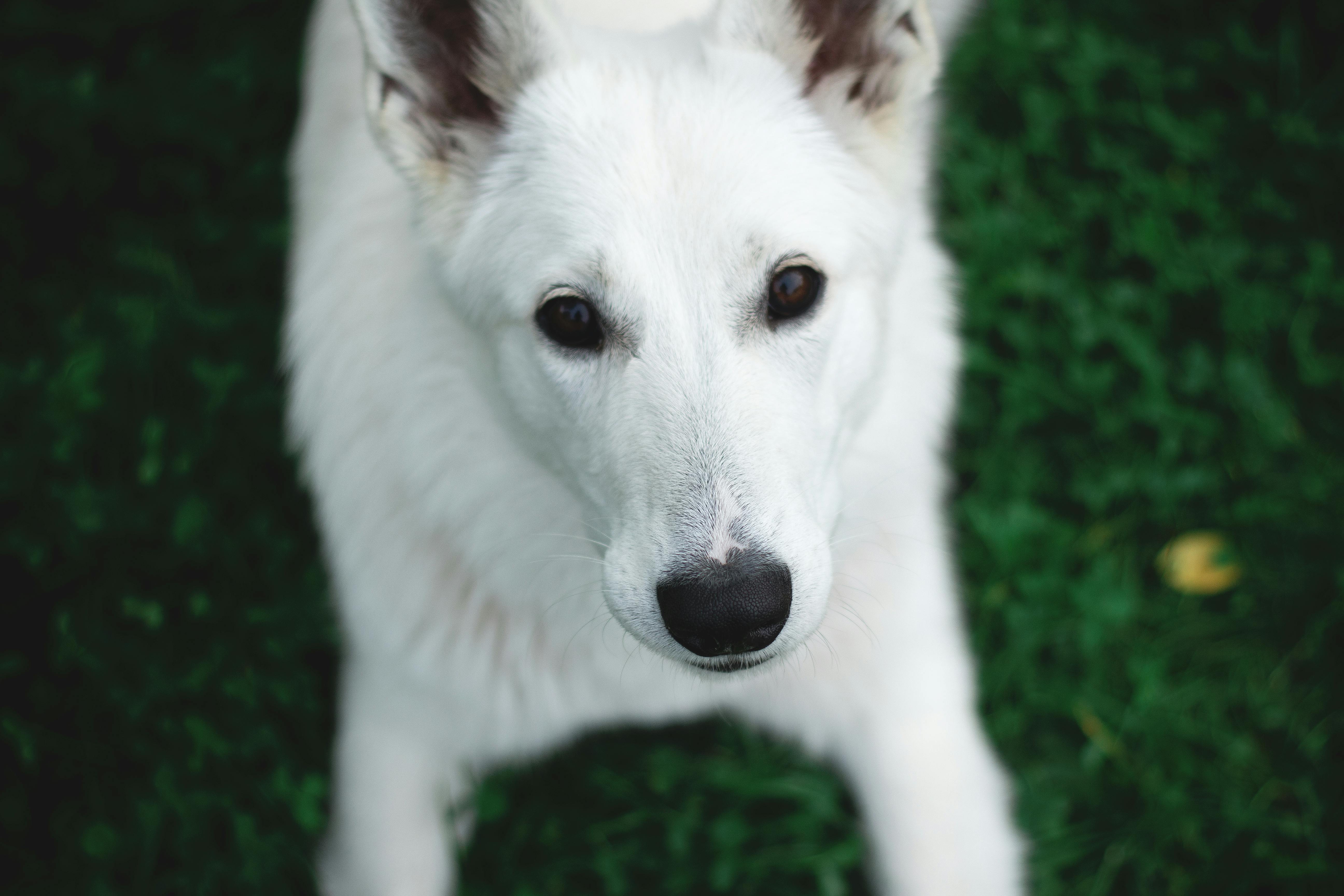 Photography Of A White Dog Free Stock Photo