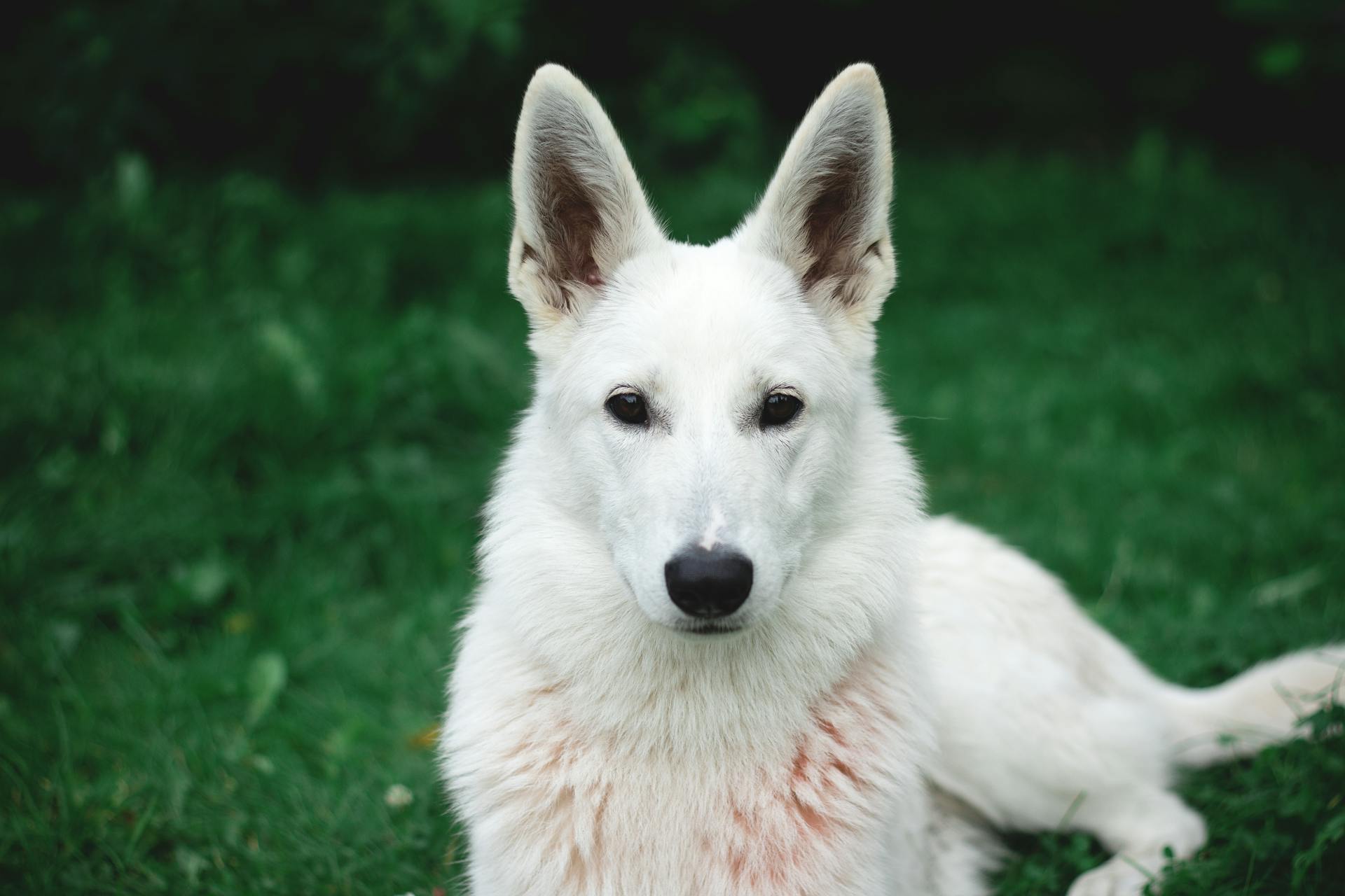 Foto av vit schäferhund