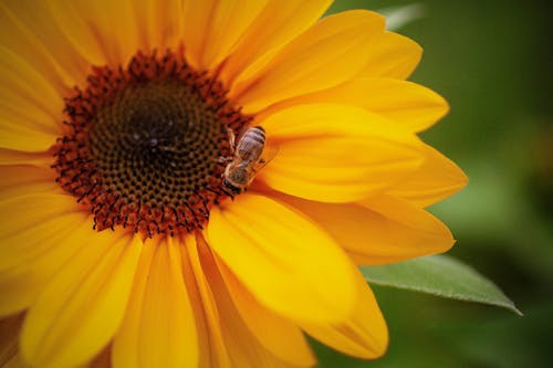 A Yellow Sunflower with Bee on Top
