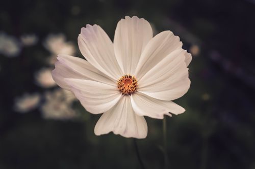 Free Macro shot of a delicate white cosmos flower, showcasing its soft petals and vibrant center in a garden setting. Stock Photo