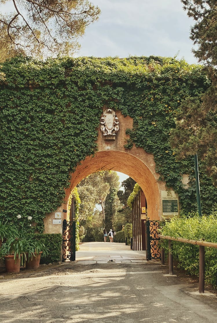 An Entrance With Vine Leaves