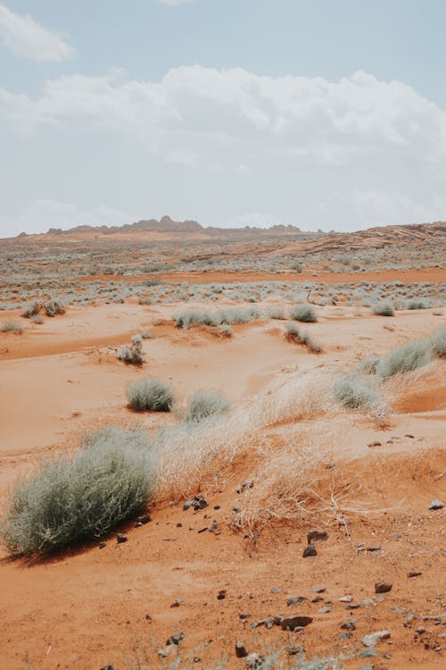 Grass on Desert